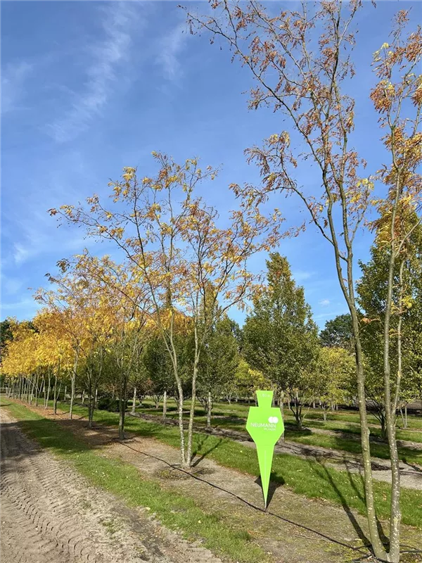 Gleditsia triacanthos 'Skyline'