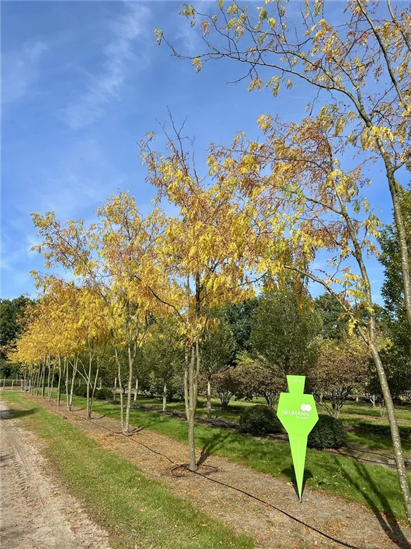Gleditsia triacanthos 'Skyline'