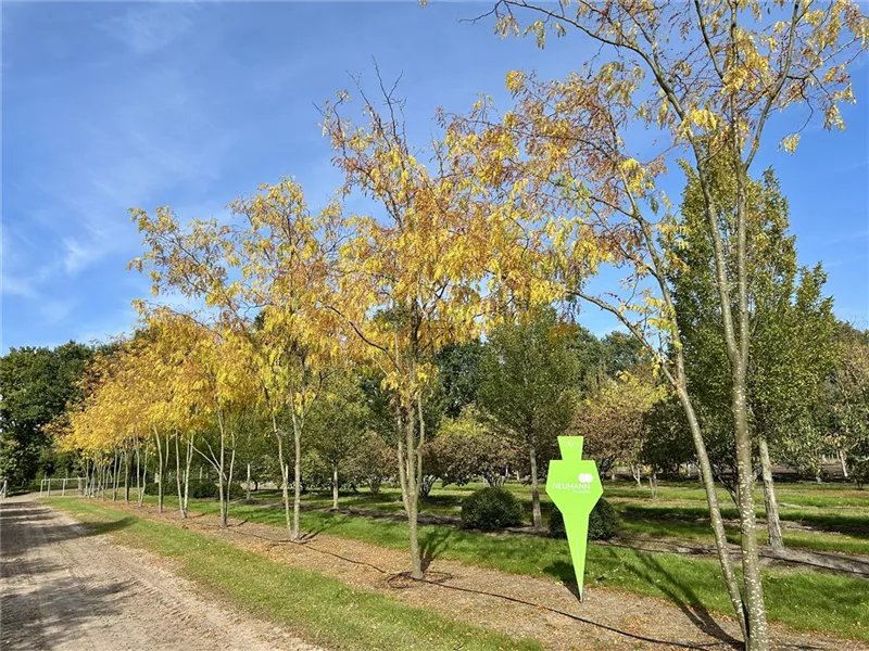 Gleditsia triacanthos 'Skyline'
