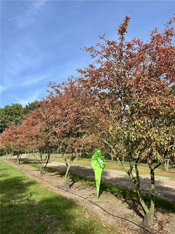Amelanchier lamarckii