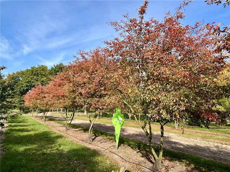 Amelanchier lamarckii