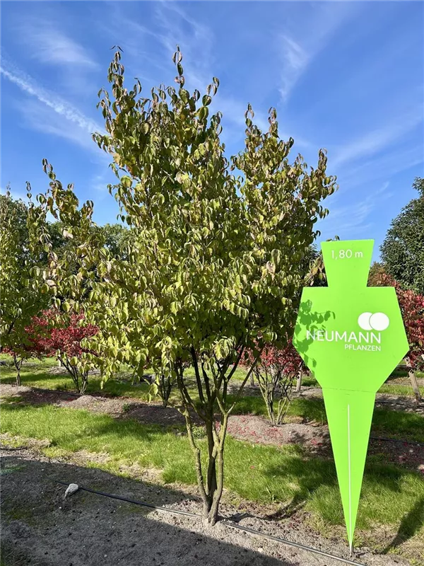 Cornus mas