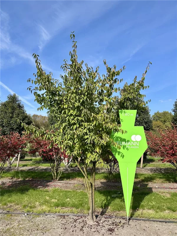 Cornus mas