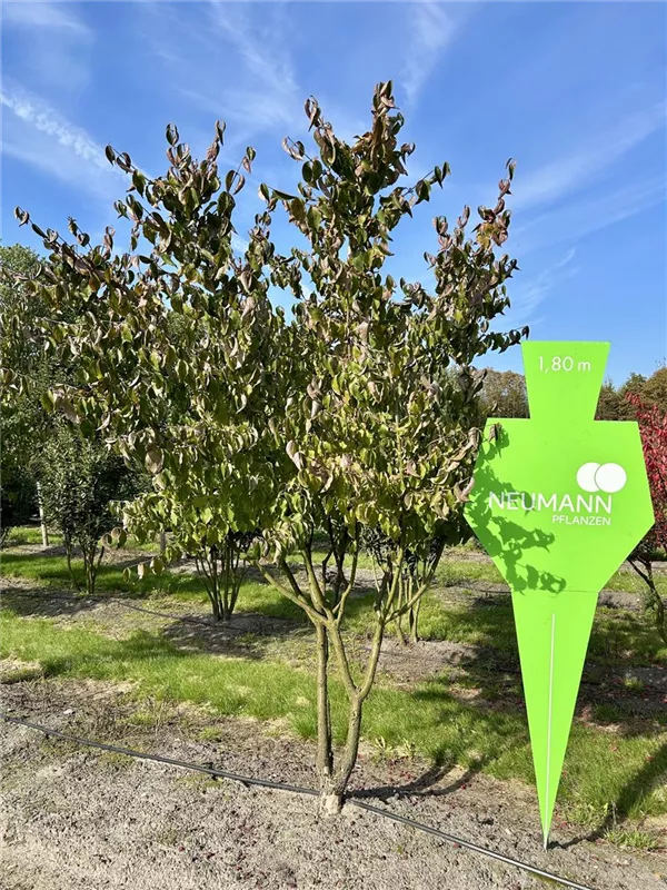 Cornus mas