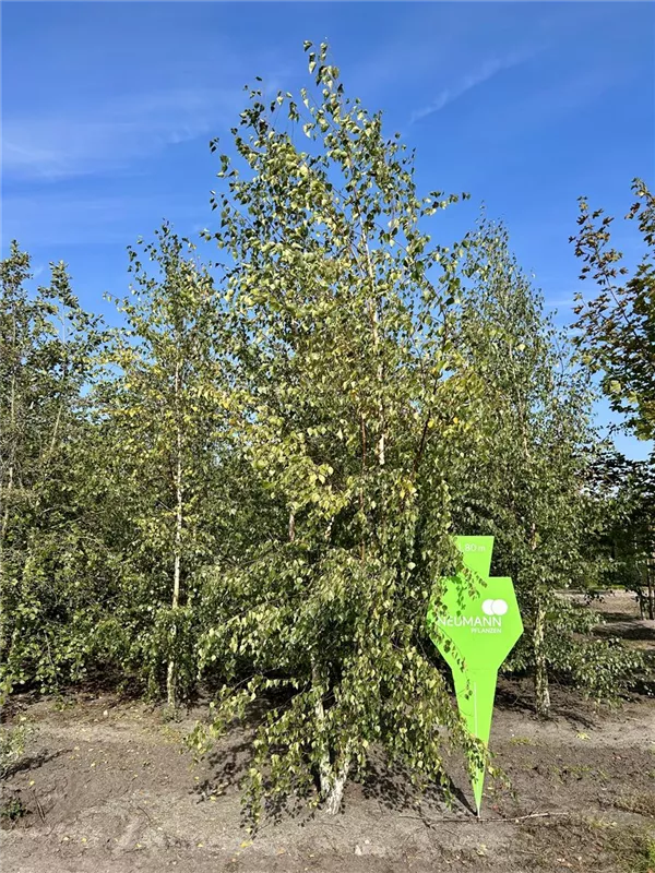 Betula jacquemontii