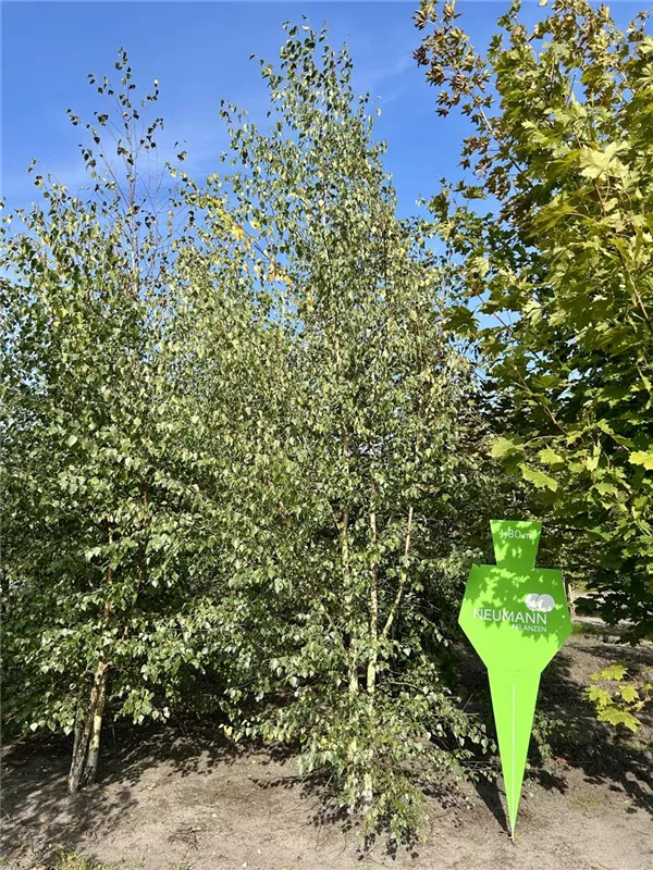 Betula jacquemontii