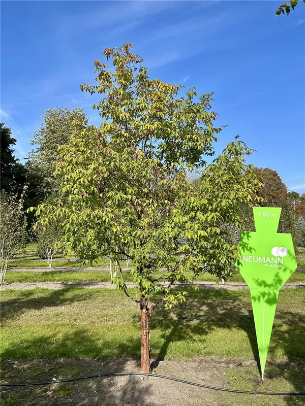 Acer griseum