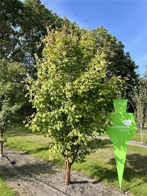 Acer griseum