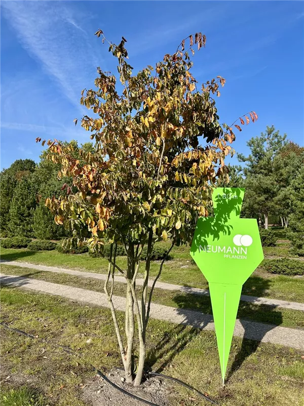 Parrotia persica