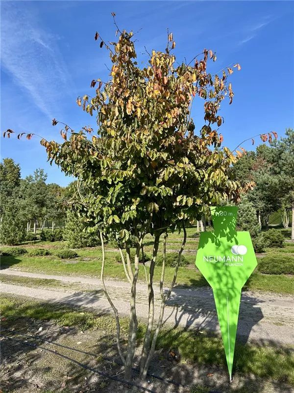 Parrotia persica