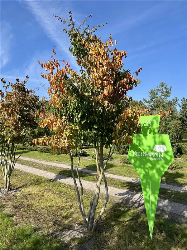 Parrotia persica