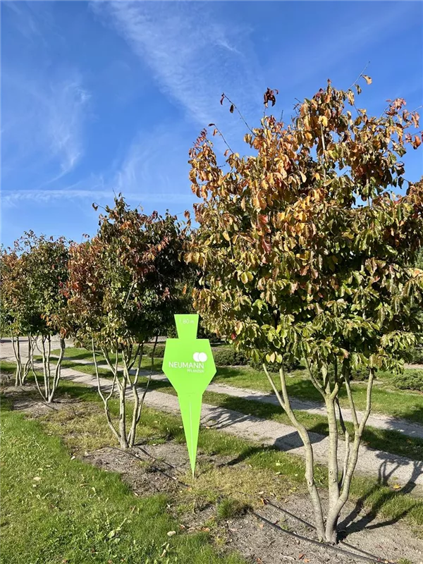 Parrotia persica
