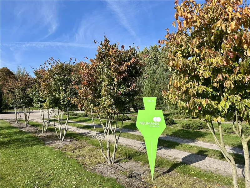 Parrotia persica