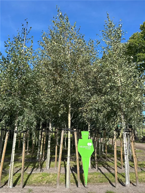 Betula pendula