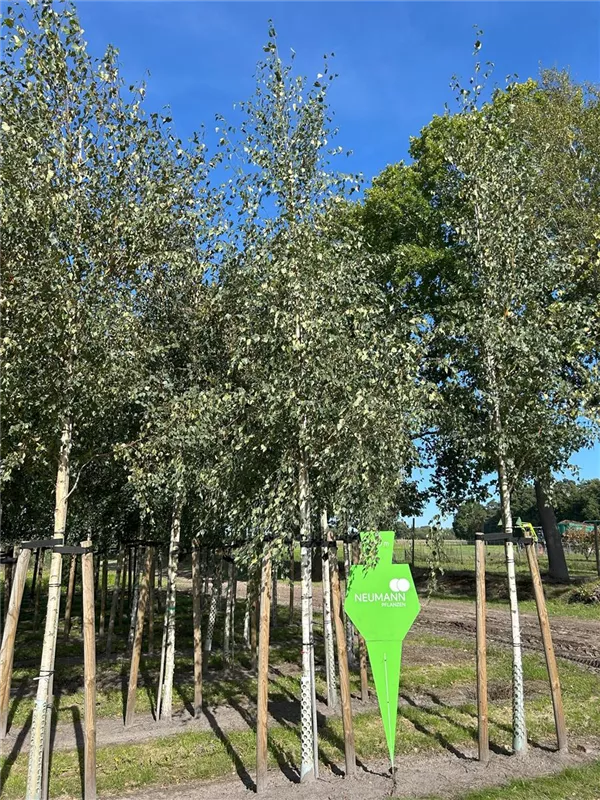 Betula pendula