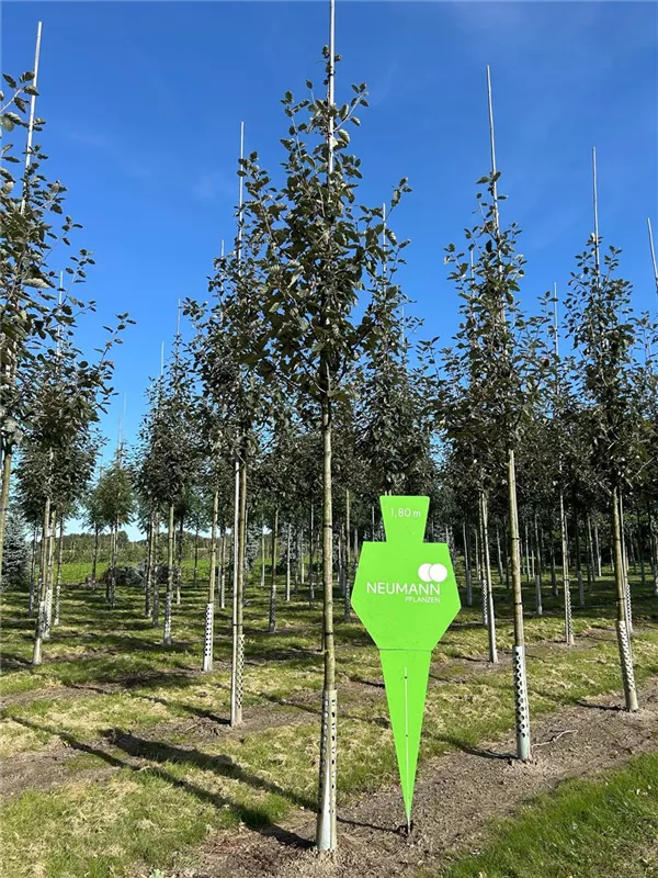 Sorbus intermedia 'Brouwers'