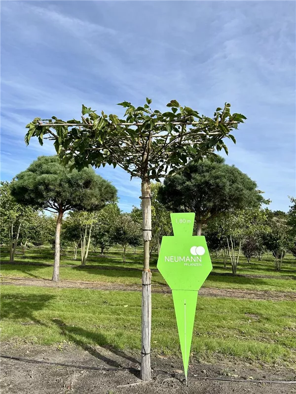 Morus alba 'Fruitless'