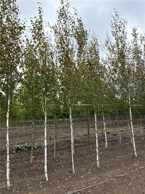 Betula jacquemontii
