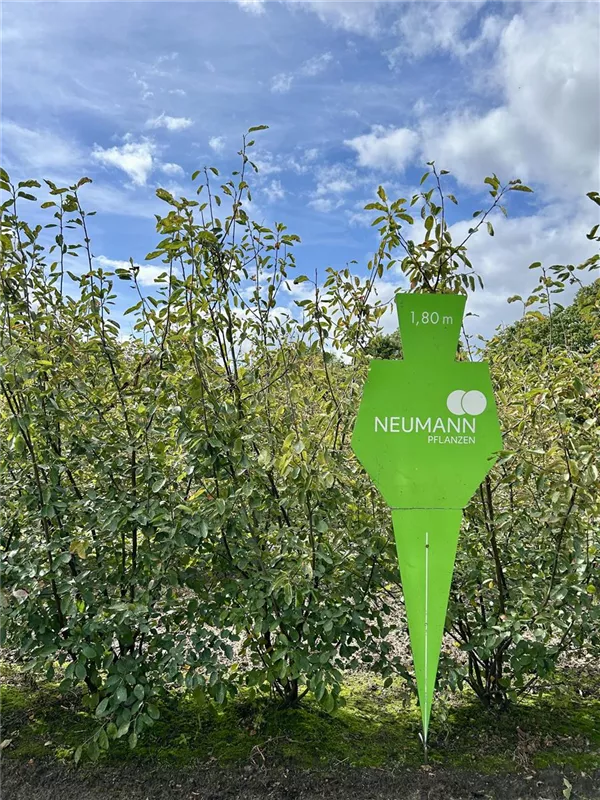 Amelanchier lamarckii