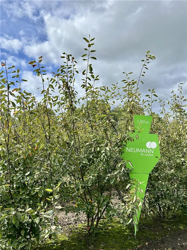 Amelanchier lamarckii