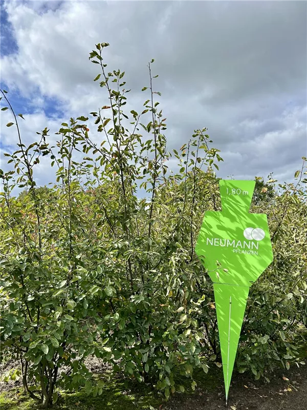 Amelanchier lamarckii