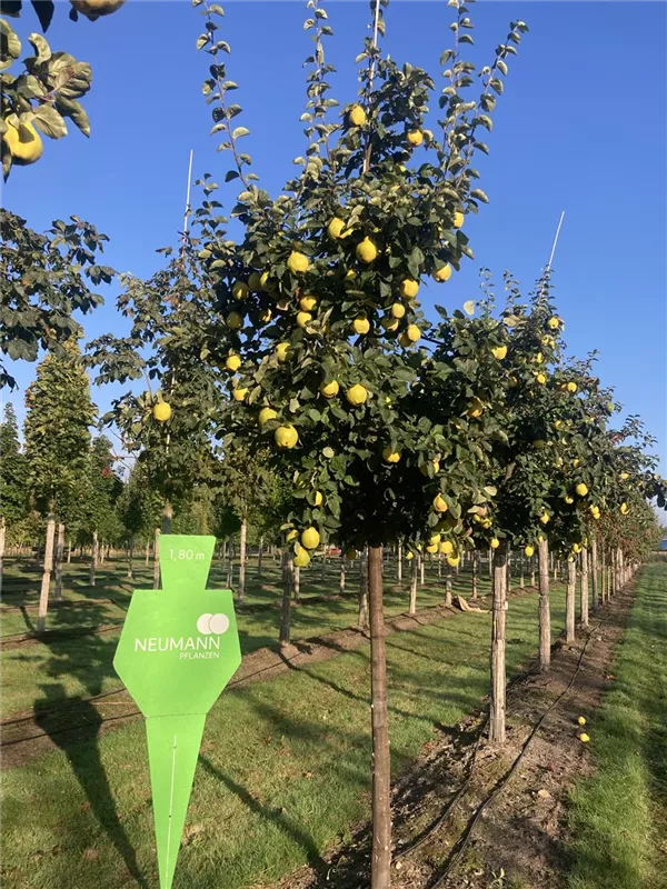 Cydonia 'Apfelquitte' i.S. CAC