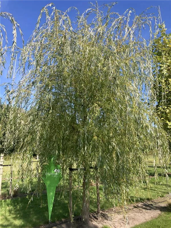 Salix alba 'Tristis'