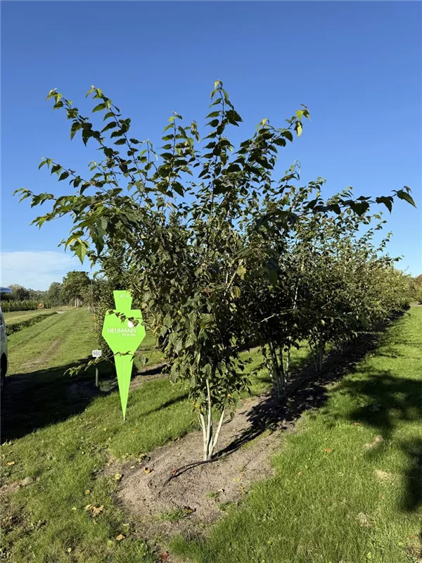Acer pensylvanicum