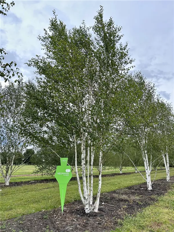 Betula jacquemontii