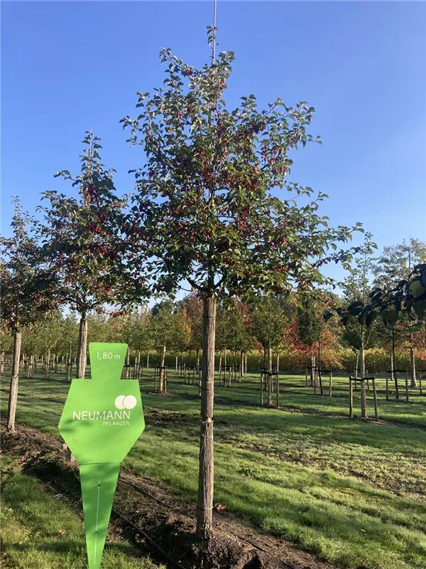 Malus 'Evereste' -R- Malus 'Evereste' -R-