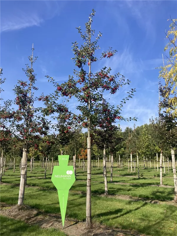 Malus 'Red Sentinel'