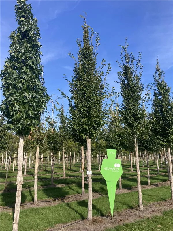 Carpinus betulus 'Frans Fontaine'
