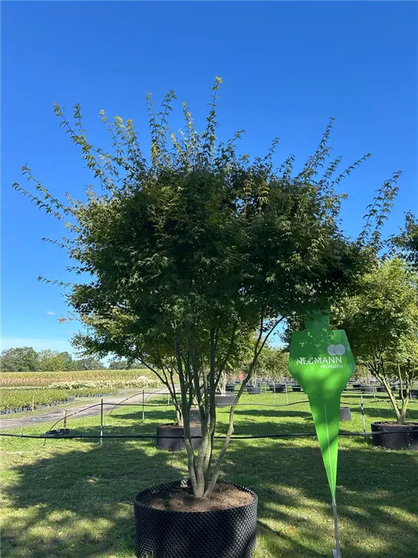 Acer palmatum