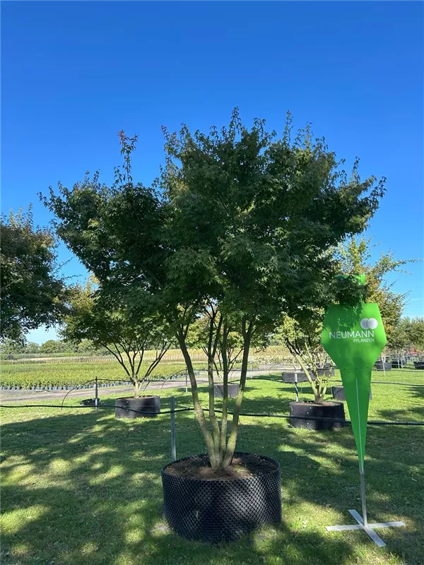 Acer palmatum