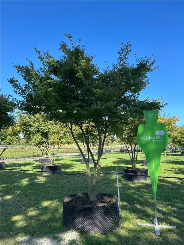 Acer palmatum