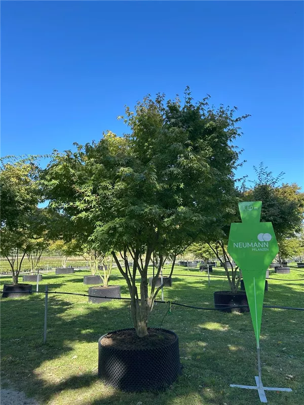Acer palmatum