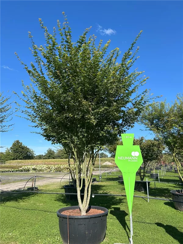 Acer palmatum