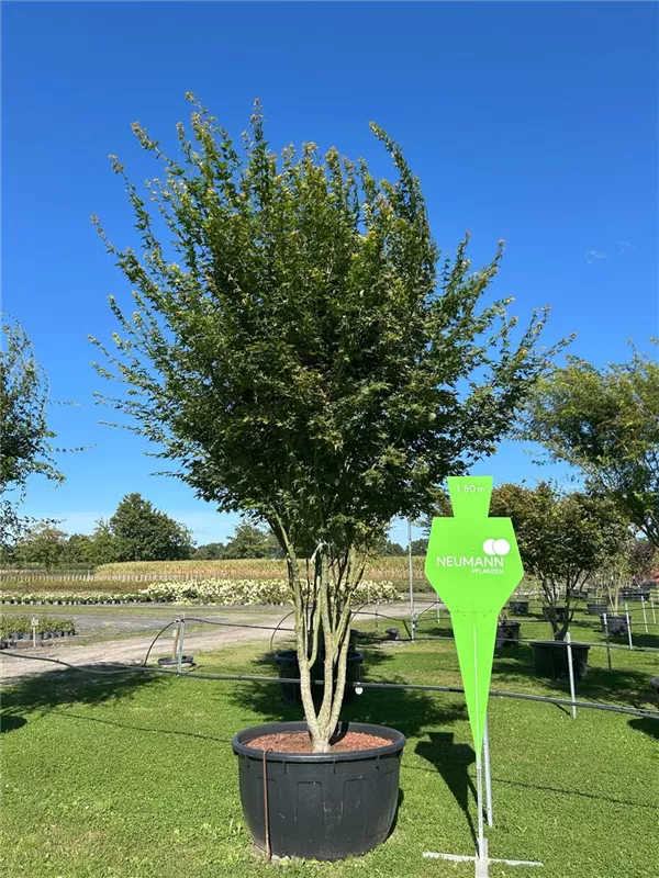 Acer palmatum