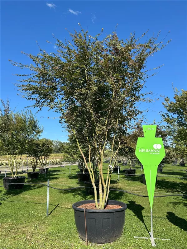 Acer palmatum