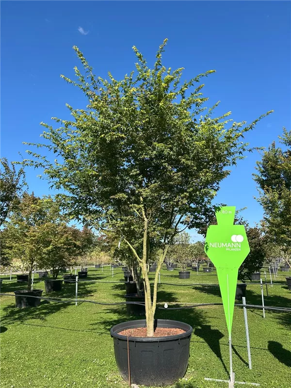 Acer palmatum
