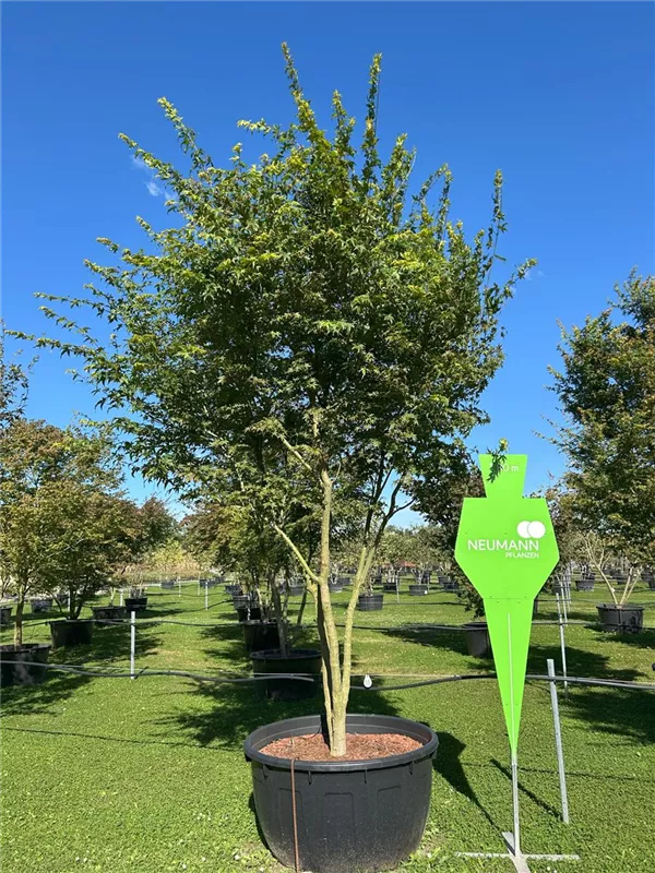 Acer palmatum