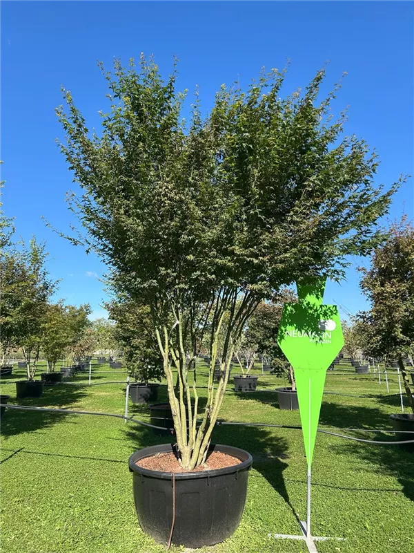 Acer palmatum