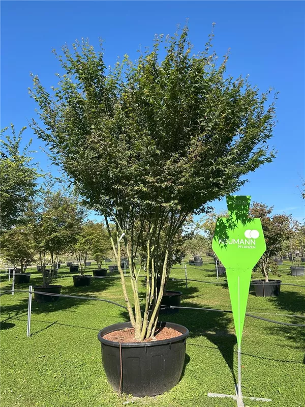 Acer palmatum