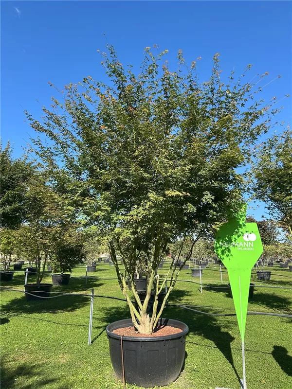 Acer palmatum