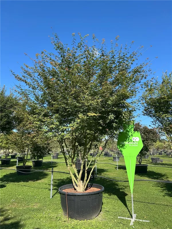 Acer palmatum