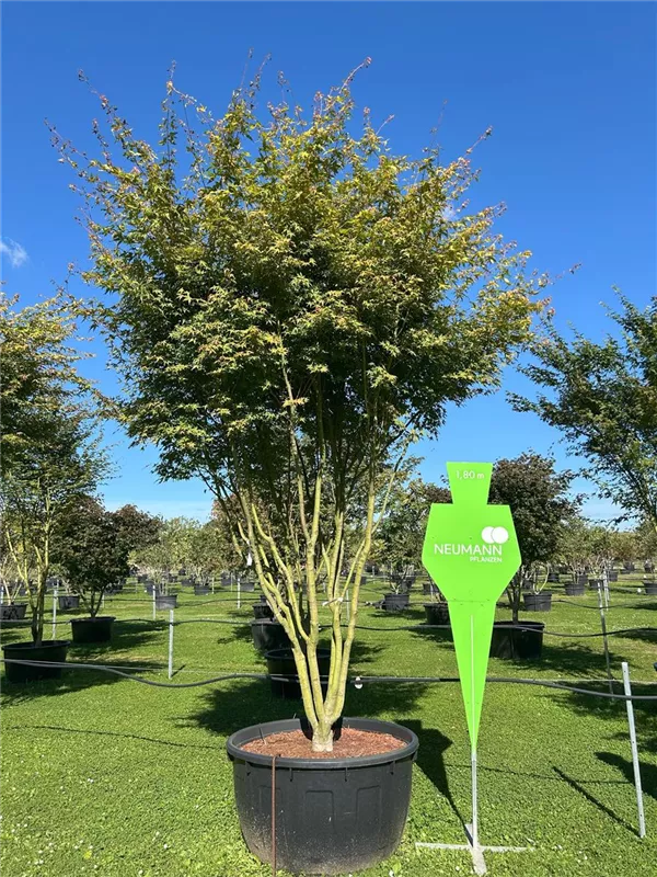 Acer palmatum 'Ueno yama'