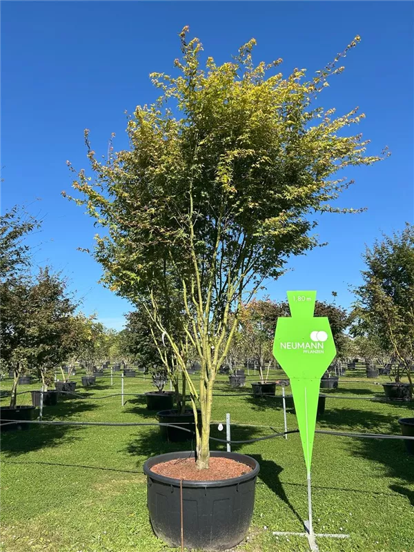 Acer sieboldianum