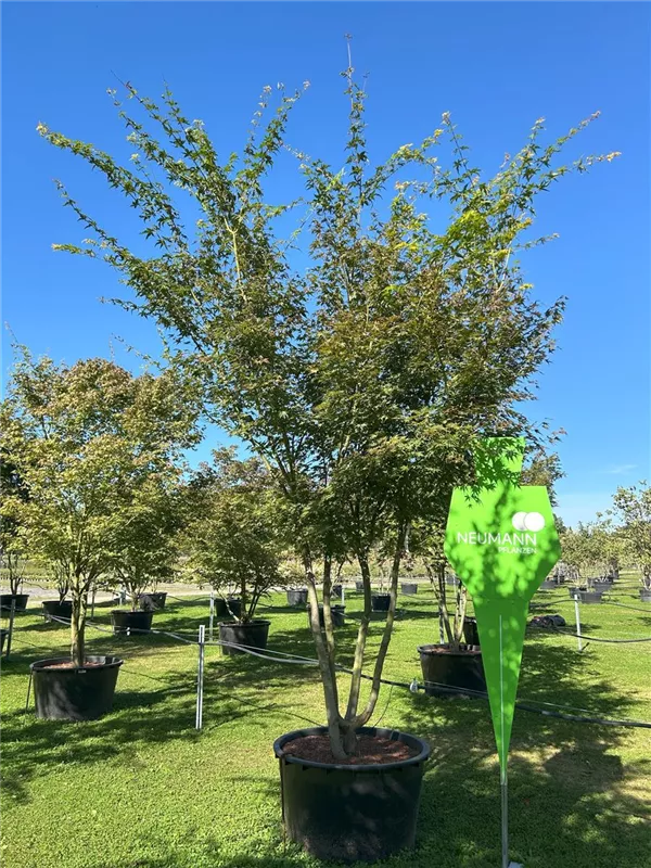 Acer palmatum
