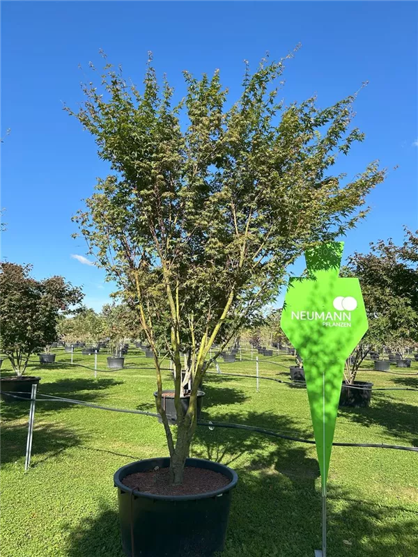 Acer palmatum