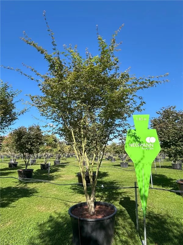 Acer palmatum